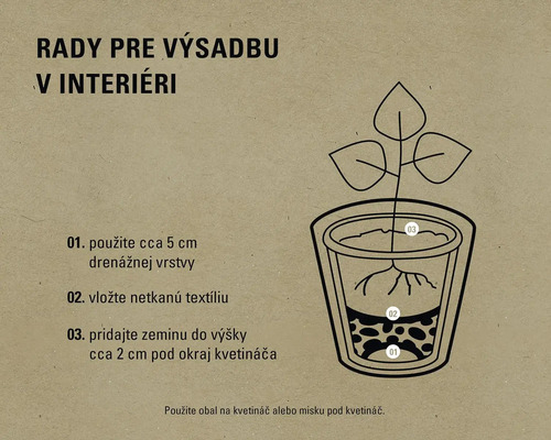 Návod na výsadbu rastlín v interiéri.