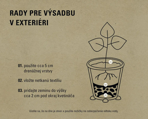 Návod na výsadbu vonku