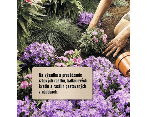 Záhradníctvo s fialovými kvetmi a rukami, ktoré sadia rastlinu