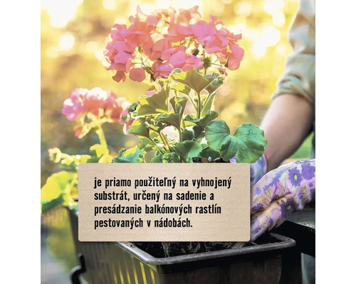 Kvitnúca pelargónia sa sadí do kvetináča