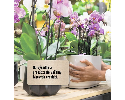 Rôzne orchidey v kvetináčoch pre vnútorné použitie