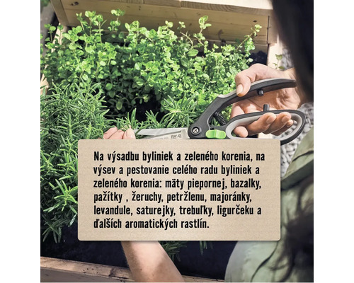 Záhradné nožnice strihajú bylinky v bylinkovej záhrade