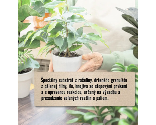 Izbová rastlina v kvetináči