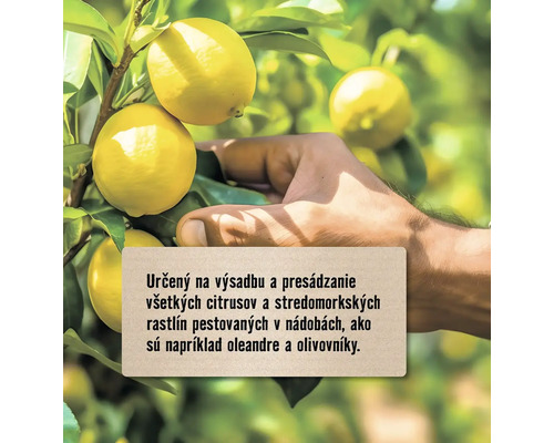 Ruka trhá citróny z citrónovníka.