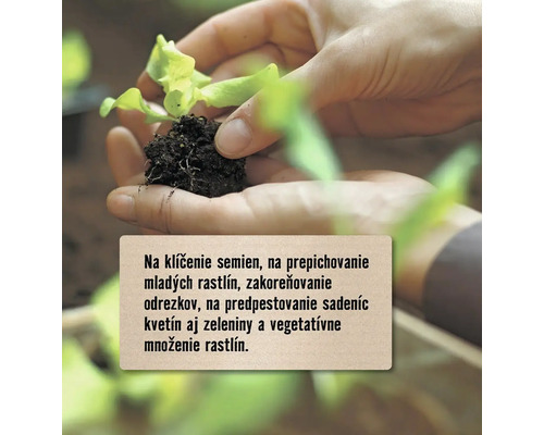 Ruky držia sadenicu s hlinou