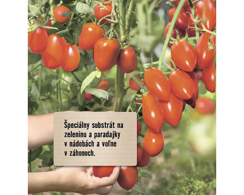 Rastlina paradajky s plodmi a informačná tabuľa pre špeciálny substrát pre zeleninu a paradajky