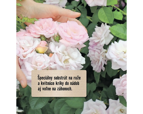 Detailný záber ruží so špeciálnym substrátom na ruže a kvitnúce kríky do nádob aj voľne na záhonoch.