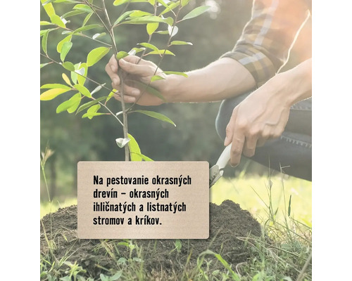 Výsadba okrasných drevín, ihličnanov, listnatých stromov a kríkov