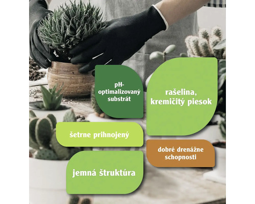 Osoba sadí sukulent do kvetináča, pričom sú zvýraznené vlastnosti ako pH optimalizovaný substrát, rašelina, kremičitý piesok, šetrne prihnojený, jemná štruktúra a dobré drenážne schopnosti.