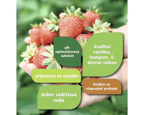 Jahody v ruke s informáciami o substráte s optimalizovaným pH, kvalitnej rašeline, komposte, ílu, drevitom vlákne, pripravené na výsadbu, dobrom zadržiavaní vody a hnojive so stopovými prvkami.