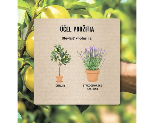 Obrázok s účelom použitia pre citrusové rastliny a stredomorské rastliny