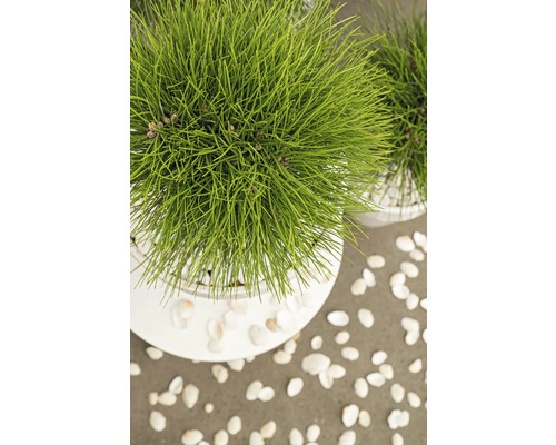 Zakrpatená borovica v kvetináči s bielymi okrasnými kameňmi