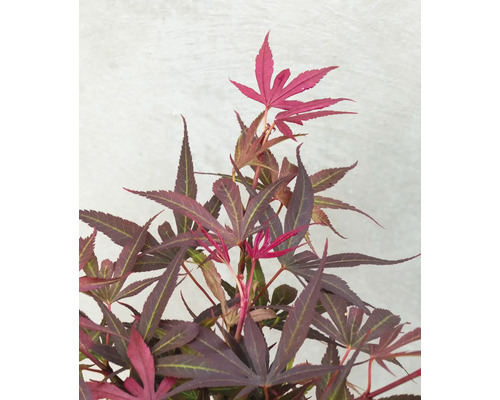 Japonský javor s červenými listami