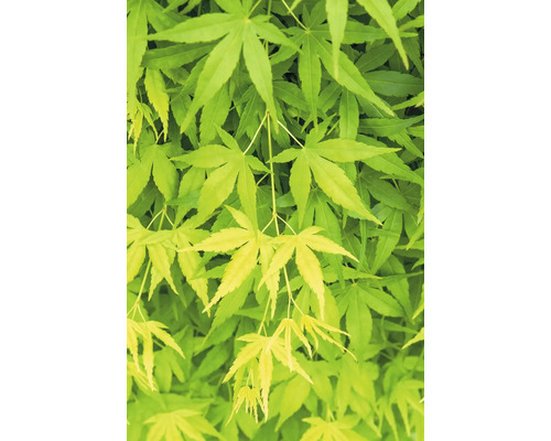 Detail javorových listov