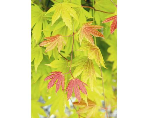 Japonský javor so zelenými a červenými listami