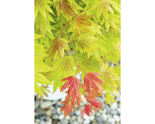 Detailný pohľad na japonský javor so žltými a červenými listami