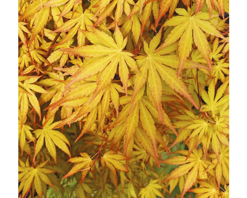 Detail javorových listov