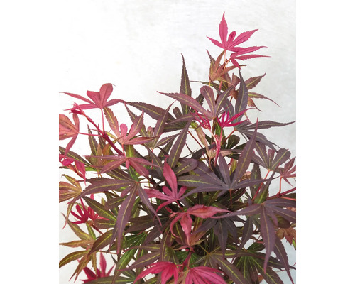 Japonský javor s ozdobnými listami