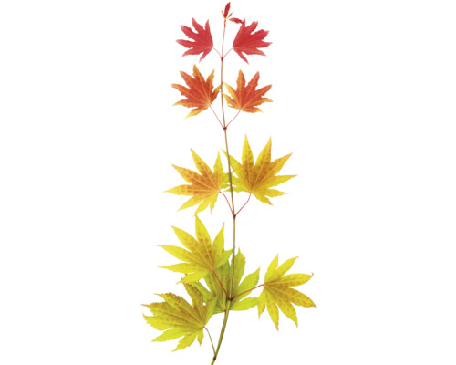 Vetvička s javorovými listami v rôznych farbách