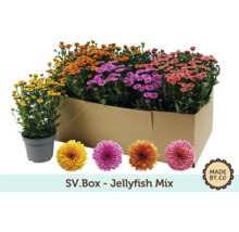 SV.Box Jellyfish Mix s chryzantémami v rôznych farbách