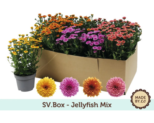 SV.Box Jellyfish Mix s chryzantémami v rôznych farbách