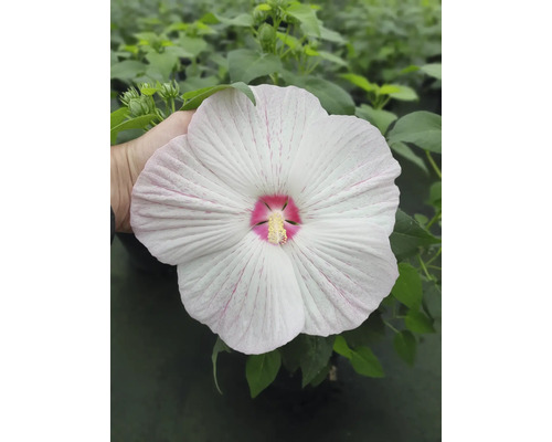 Kvet močiarného ibišteka