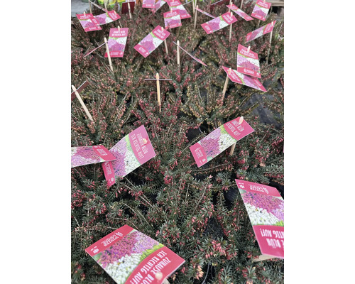 Veľa vresov s produktovými štítkami.