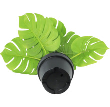 Umelá rastlina Monstera Deliciosa v čiernom kvetináči