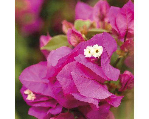 Detailný pohľad na bugénvileu s kvetmi