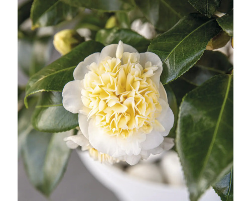 Kvet kamélie so žltými a bielymi kvetnými lístkami