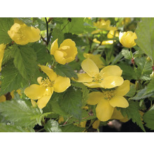 Kerria Japonská ruža so žltými kvetmi a zelenými listami.