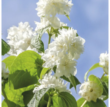 Plnokvetý pakost s bielymi kvetmi a zelenými listami na pozadí modrej oblohy