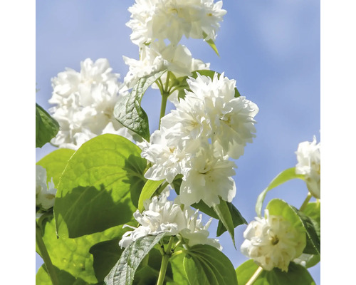 Plnokvetý pakost s bielymi kvetmi a zelenými listami na pozadí modrej oblohy