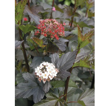 Súkvetie tavolníkuovec s listami