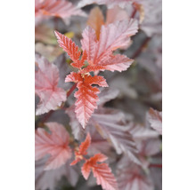 Listy tavoľníka kalinolistého