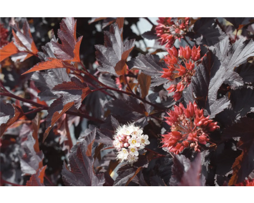 Detailný záber hlohyne s červenými a bielymi kvetmi