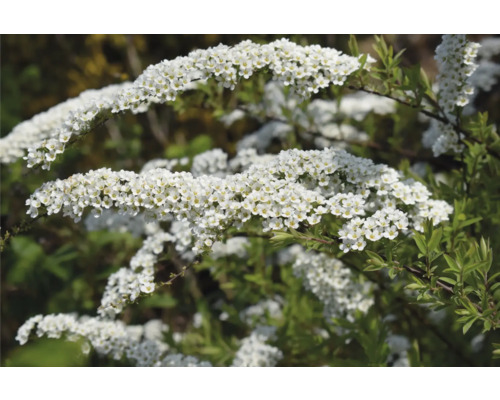 Kvitnúci tavoľník v detaile