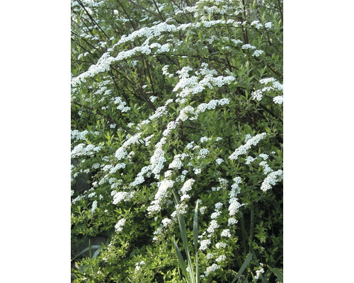 Tavoľník s bielymi kvetmi