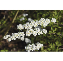 Súkvetie tavoľníka s bielymi kvetmi