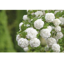 Kvetenstvo kaliny s listami