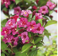 Detail kvitnúcej vajgélie