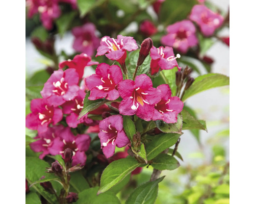 Detail kvitnúcej vajgélie