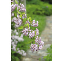 Kvitnúca vetva trojpuku s jemnými kvetmi v záhrade