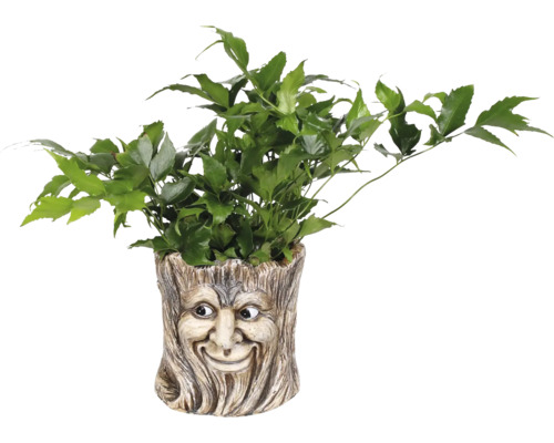 Zelená rastlina v kvetináči s tvárou