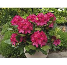 Rododendron v kvetináči s ružovými kvetmi a zelenými listami.