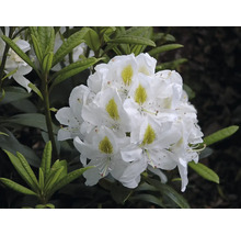 Detail bieleho kvetu rododendronu s listami