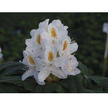 Kvetenstvo bielej rastliny rododendrónu