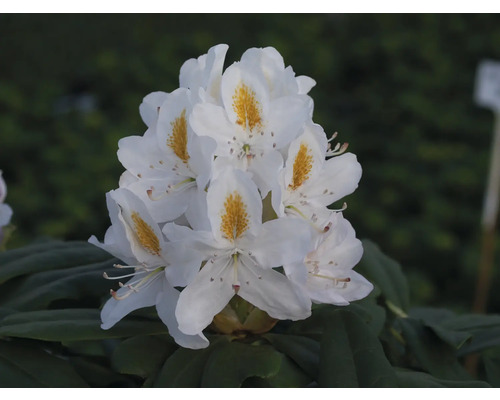 Kvetenstvo bielej rastliny rododendrónu