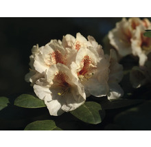 Detail kvetov rododendronu so škvrnitými okvetnými lístkami