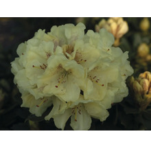 Detail žltého kvetu rododendronu